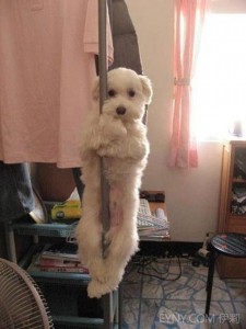 Pole Dancing Tramp Dog