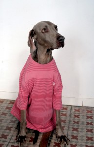 Silvia Prada's dog portrait